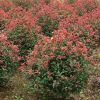 红叶石楠