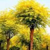 黄金槐