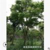 苗圃供应 国庆花 台湾栾树基地 漳州台湾栾树 生长快适应范围广