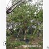 厂家批发 红花紫荆树苗 满条红 红花紫荆基地 洋紫荆 量大从优