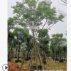 长期供应 台湾栾树基地 台湾栾树批发 漳州台湾栾树 根系发达