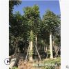 苗圃供应 5-30分火焰木 火焰木袋苗 澳洲火焰木 棵棵精挑细选