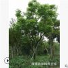 批发供应 台湾栾树基地 台湾栾树价格 漳州台湾栾树 现挖现卖