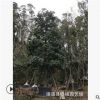 苗圃直销 5-30分火焰木 火焰木袋苗 火焰木基地 成活率高
