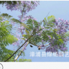 长期供应 丛生蓝花楹 蓝花楹基地 8-30公分蓝花楹 棵棵精挑细选