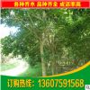 福建紫红花风铃木 10分红花风铃木洋红风铃木袋苗 福建园林绿化