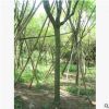 供应蓝花楹 福建蓝花楹 10公分蓝花楹价格 园林绿化苗木蓝花楹