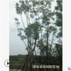 福建批发工程绿化蓝花楹 行道树蓝花楹 18公分蓝花楹蓝影树