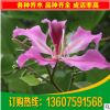 供应园林绿化苗木洋紫荆 福建洋紫荆 红花紫荆20公分假植苗