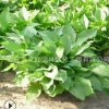 玉簪苗批发宿根花卉金边玉簪花苗庭院绿化观叶植物花叶玉簪小苗