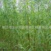 柳树树苗绿化苗木行道点缀四季常青庭院种植量大从优柳树树苗直销