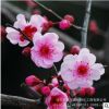 批发 园林绿化苗 美人梅 庭院花卉 当年开花 梅花树苗 规格全