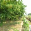 基地直销园林绿化工程苗 青枫 庭院植物鸡爪槭树 青枫树苗
