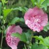 木槿花重瓣当年开花丛生木槿苗庭院、阳台、盆栽、地栽绿化花期长