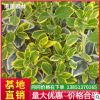 苗圃直销金边黄杨小苗四季常青绿化苗木金边黄杨苗成活率高易栽培