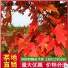 苗圃直销美国红枫树苗批发红枫小苗批发秋火焰成活高易栽培价格优