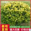四季常青树苗 绿化专用女贞 黄叶树苗 规格全 金叶女贞小苗