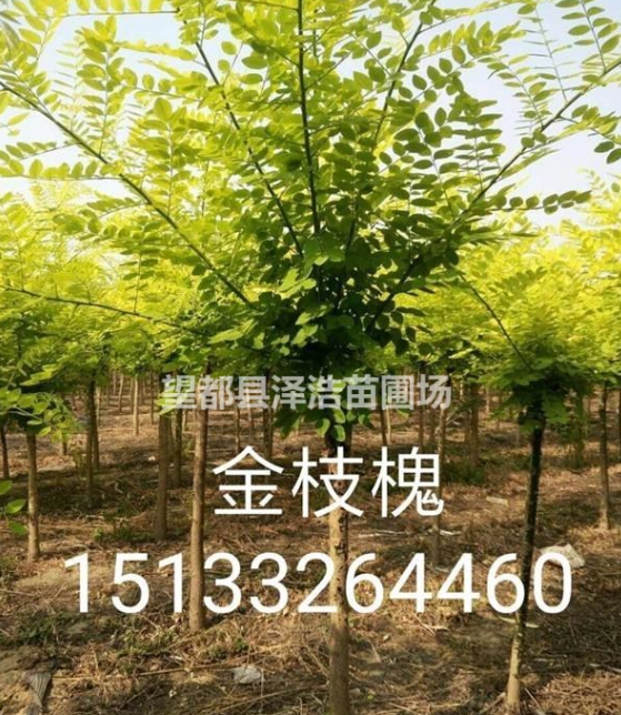 【金枝槐】河北金枝槐报价/金枝槐生产厂家/定州金枝槐*新价格