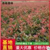 基地供应工程红叶石楠球苗 四季常青行道园林红叶石楠苗花卉绿植