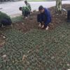 矮玉龙苗沿阶草裸根不带土10cm以下日本庭院金边推荐绿化麦冬草