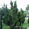 供应绿化工程苗木龙柏 龙柏树苗家姐龙柏苗庭院绿植规格全