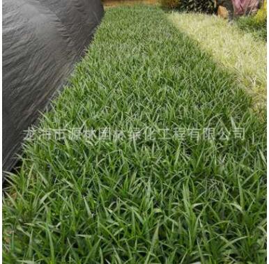 紫花芦莉价格 福建种植基地种植 低价大量批发 园林 庭院 别墅