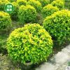 黄金榕球 绿化美化环境精品球 盆栽 基地直销 各种规格 量大优惠
