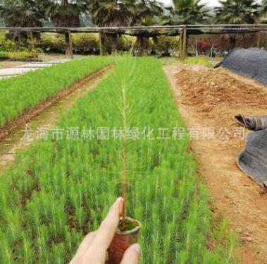 湿地松价格 福建种植基地种植 低价大量批发 造林用苗