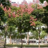 栾树