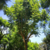苗圃提供 蓝花楹价格 蓝花楹观赏树 蓝花楹小苗 绿化蓝花楹