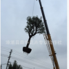 大量供应鸡冠刺桐/绿化风景树到胸径25公分/农户低价批发象牙红