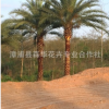 优质中东海枣（银海枣）批发，自产自销，漳浦中东海枣价格低