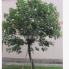 批发福建漳州脱杆木芙蓉袋苗价格木芙蓉花批发漳浦木芙蓉供应基地