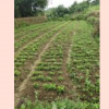 九江地区大量供应当年无患子小苗
