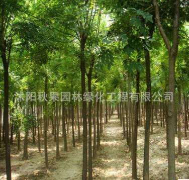 基地直销速生国槐树 国槐小苗工程绿化苗木槐树苗规格全量大从优