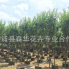 福建漳州大量批发小叶紫薇袋苗，地径3－6公分，树形优美低价批发