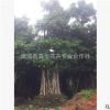 漳州优质小叶榕价格 基地直销小叶榕胸径10－80公分各种规格价廉