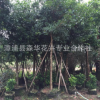 批发供应红皮榕/红榕低价出售红皮榕 全冠袋苗8-18公分数量1200株
