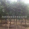 森华花卉专业合低价供应红皮榕8 10 12 15公分/红榕移栽苗自产自