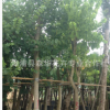 场地直销优质火焰木树澳洲火焰 规格5－20公分地苗和袋苗树形佳