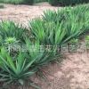 绿化苗 剑麻 丝兰 庭院植物 四季常青 耐寒耐旱 易成活可盆栽