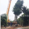 大型榕树桩景 中型榕树盆景桩景小型榕树盆景大型吊根榕树桩景
