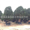 农户自产状元红丹桂树袋苗绿化风景树多花金桂树四季桂花树苗丹桂