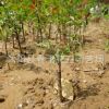 基地大量特供 绿梅苗 各种工程用苗 绿化植物低价大量批发
