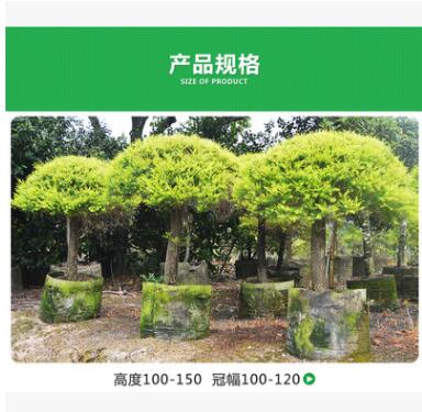 自家苗圃供应 千层金 粗杆黄金宝树球 庭院植物 园林绿化苗木