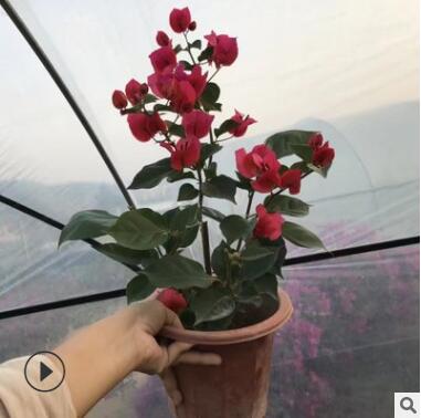 自家苗圃供应 九重葛 三角梅 绿化苗 花卉绿植盆栽