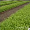 优质绿化灌木金叶莸苗批发工程绿化苗色块绿化环境水生 地被植物