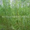 柳树树苗绿化苗木行道点缀四季常青庭院种植量大从优柳树树苗直销