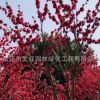红梅树苗绿化花木庭院观赏行道点缀气味芳香量大从优红梅树苗直销