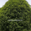大量供应江西大规格桂花